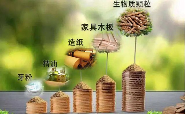 利用桉树制作生物质颗粒可行性非常高